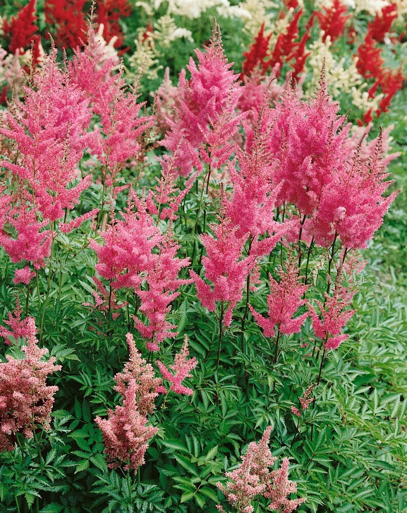 Astilbe Rheinland Bare Root Plants - 25 Count Perennial Flower, Pink, Clump-Forming, Astilbe × arendsii