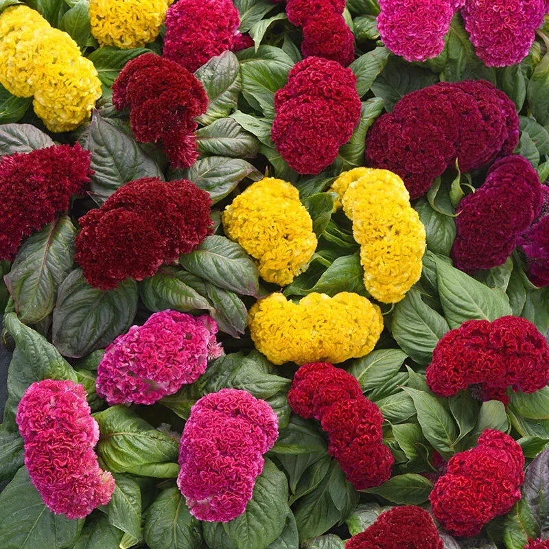 Cockscomb Seeds - Celosia Crested Mix - Vibrant Flower Seeds for Garden, Container & Border Planting - Celosia argentea