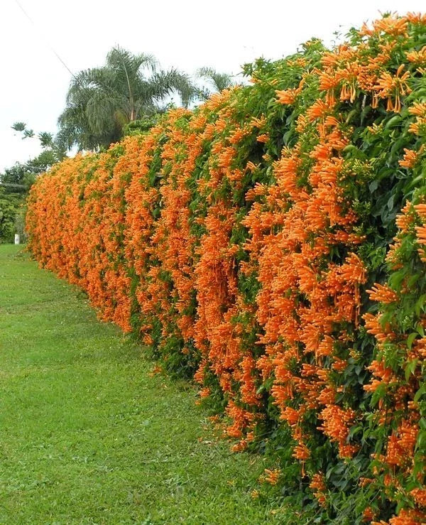 Phyrostegia Vine Starter Plant - Florida Flame, Hummingbird Attractor, Small Rooted Phyrostegia venusta