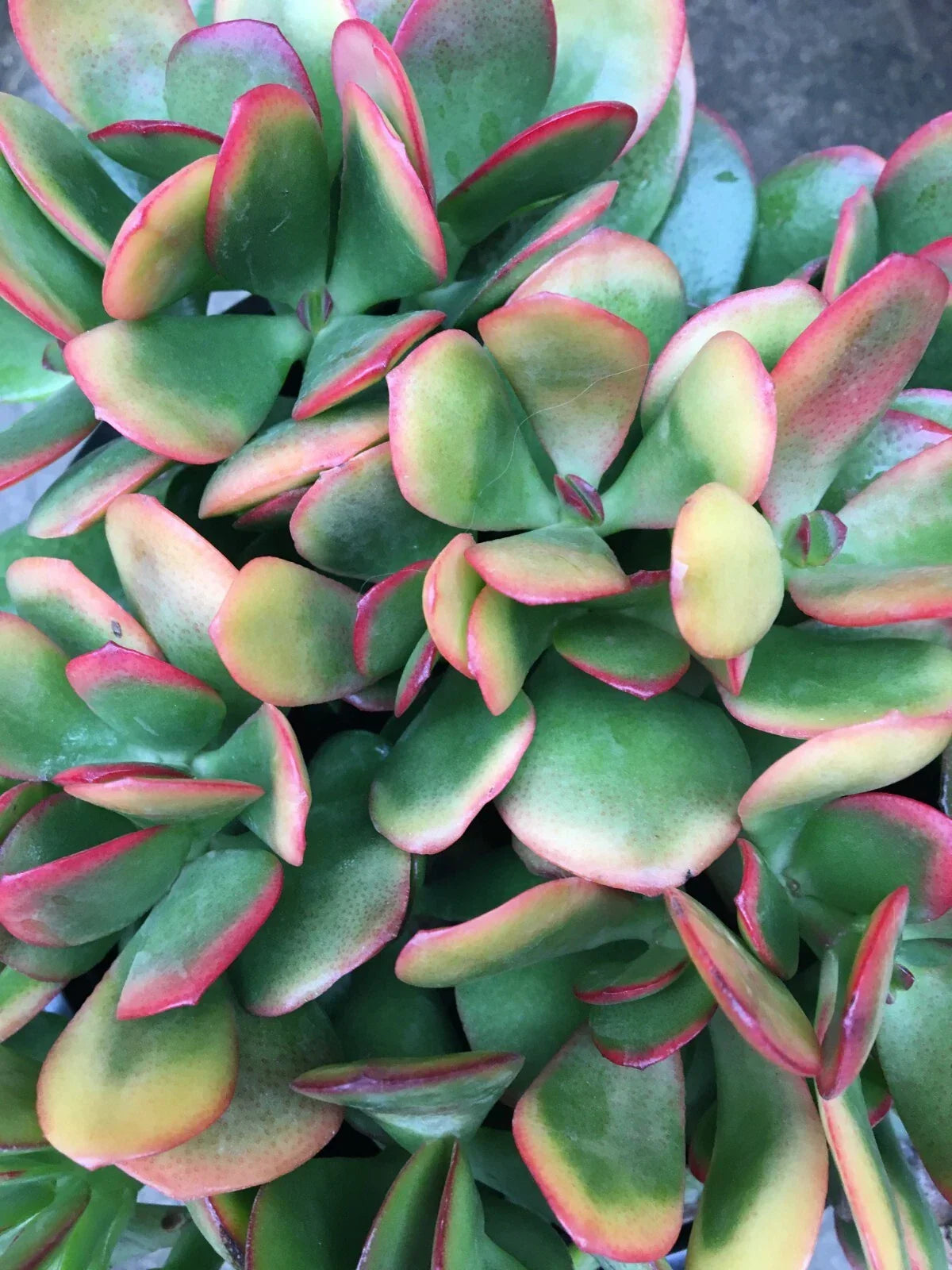 Jade Cutting Plant - Crassula ovata 'Hummel's Sunset' Colorful Perennial Succulent