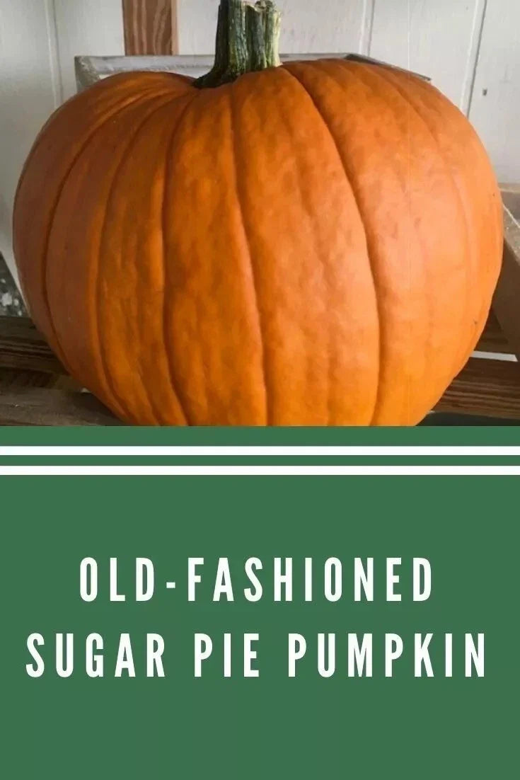 Sugar Pie Pumpkin Seeds - Organic Heirloom Non-GMO Cucurbita pepo for Baking & Fall Decor, 30+ Seeds