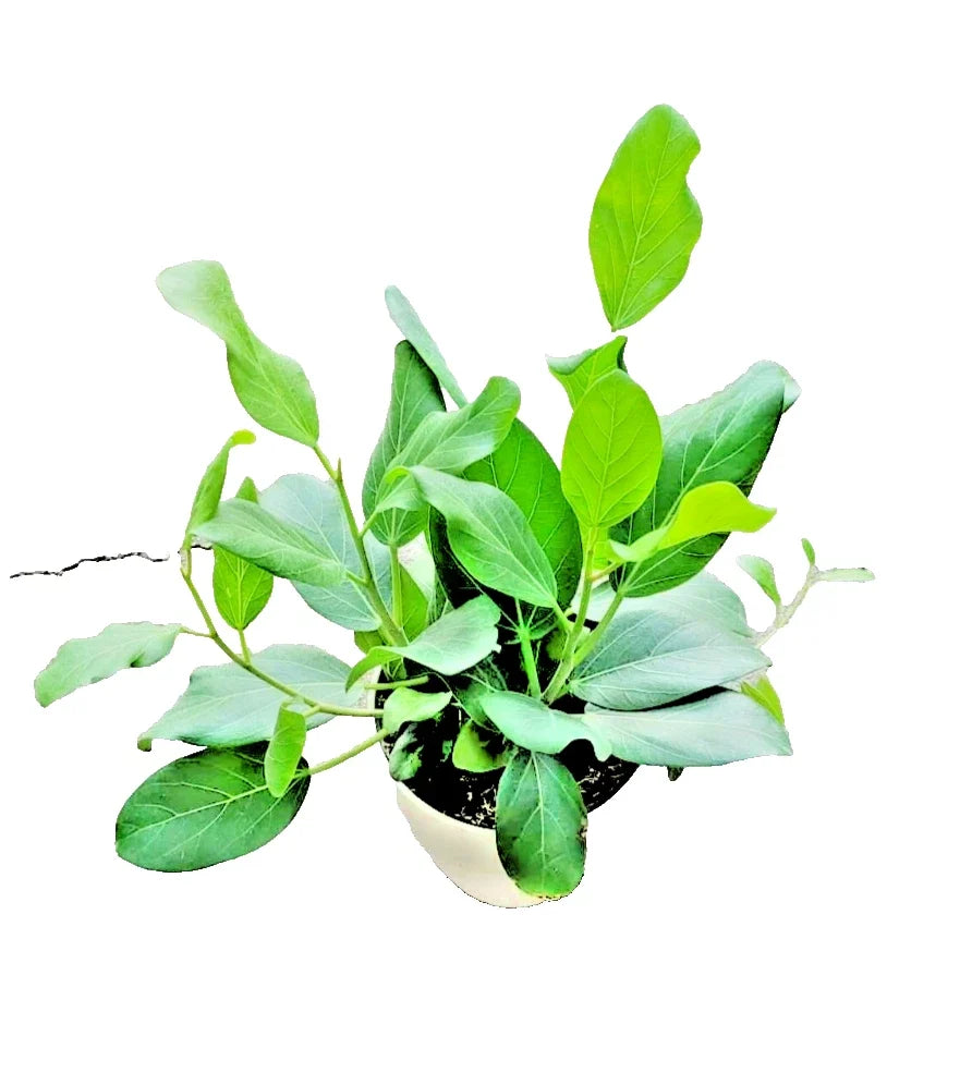 Ficus Audrey Live Plant in 4" Pot, Fiddle Leaf Fig, Ornamental Tree, Ficus benghalensis, Indoor Houseplant