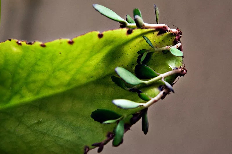 Kalanchoe Pinnata Plant - Miracle Leaf Hawaiian Love Katakataka Succulent