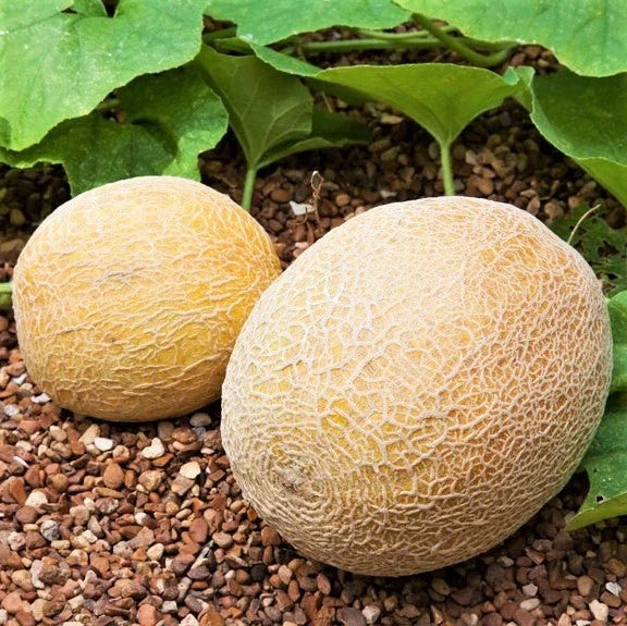 Honey Rock Cantaloupe Seeds – Orange Muskmelon, Cucumis Melo, 2025 Planting Pack of 20 Seeds