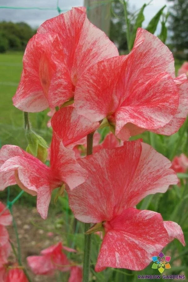 Phoebe Sweet Pea Seeds - 50+ Pack, Heirloom Lathyrus odoratus, Climbing Vine, Pastel Flowers, Garden Seeds, USA