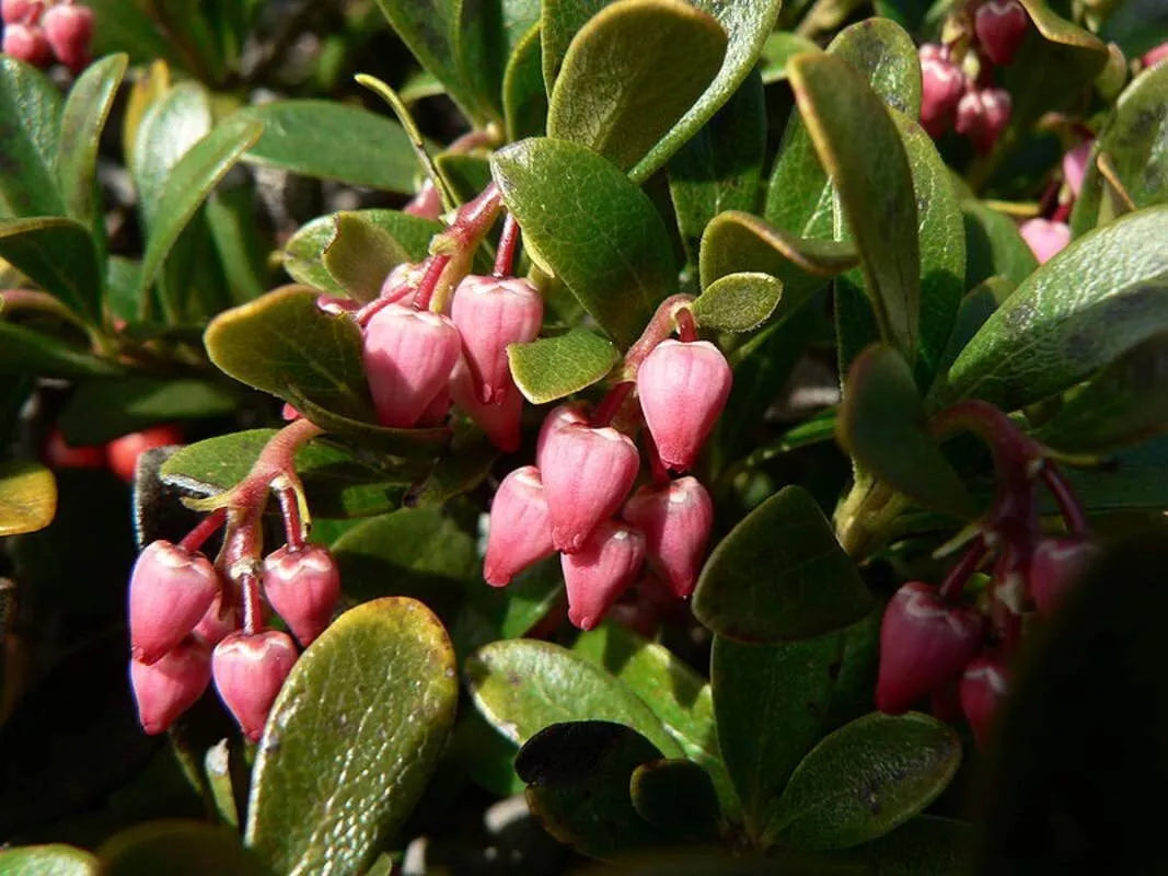 Bearberry Seeds for Planting - 30 Seeds, Ground Cover with Red Berries, Arctostaphylos uva-ursi, Evergreen, Drought Tolerant