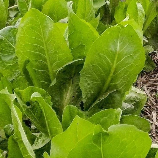 African Cabbage Seeds - 1000+ Non-GMO Heirloom Cover Crop Seeds for Home Gardens - Brassica oleracea