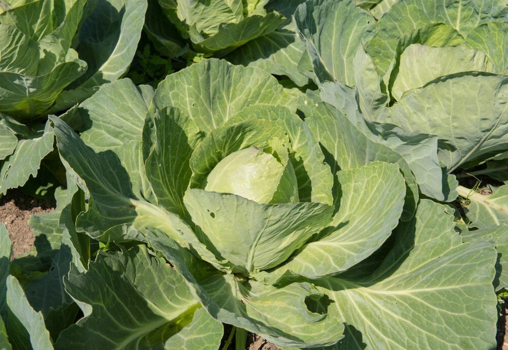 Earliana Cabbage Seeds 500+ Count Heirloom Brassica oleracea for Garden Planting, Non-GMO, Full Sun