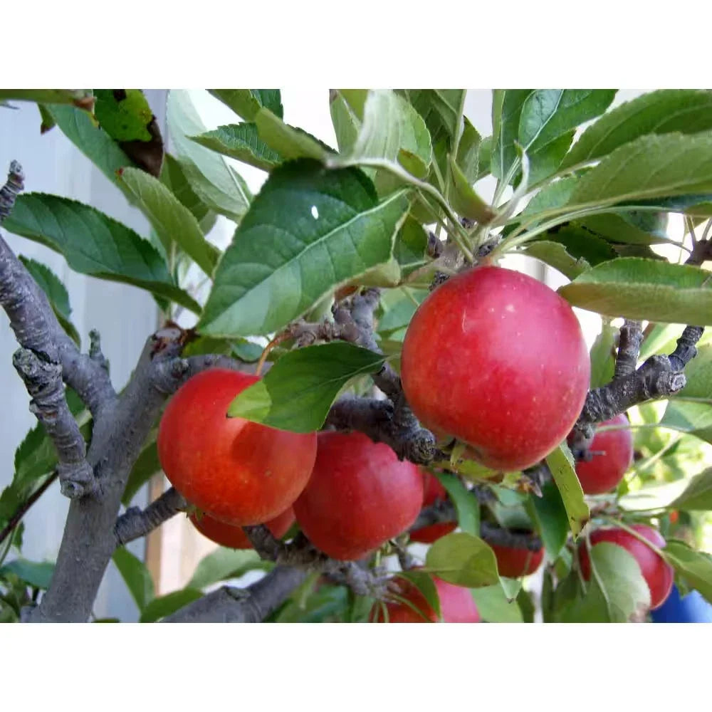 Dwarf Fuji Apple Tree Bare Root – Malus domestica 'Fuji' – Compact Fruit Tree for Small Gardens & Patios