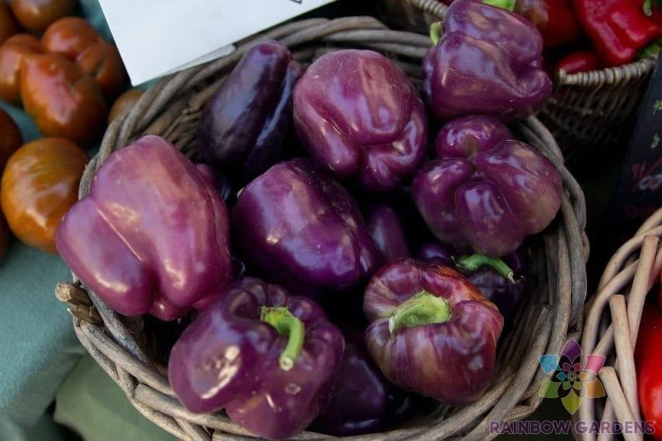 Merlot F1 Sweet Pepper Seeds – Non-GMO Vegetable Seeds for Garden Planting – Capsicum annuum, 25+ Seeds