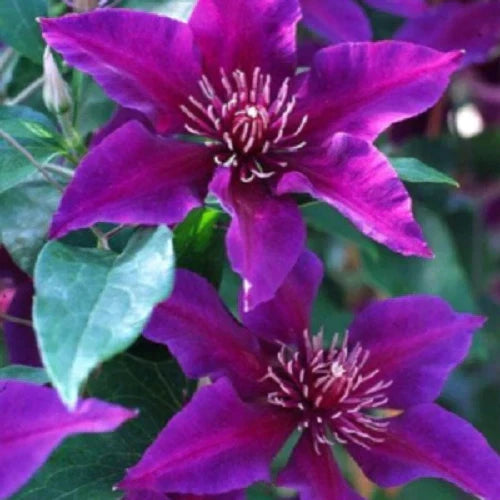Clematis Seeds - 25 Dark Purple Pink Perennial Flowers | Clematis viticella
