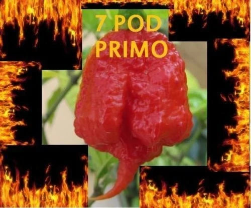1000 Seeds Trinidad 7 Pod PRIMO Hot Pepper Seeds | Capsicum chinense | Extreme Heat, Rare Chili Variety
