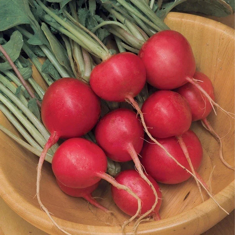 Cherry Belle Radish Seeds for Microgreens, Fast-Growing Raphanus sativus, 100-500-1000-5000 Pack