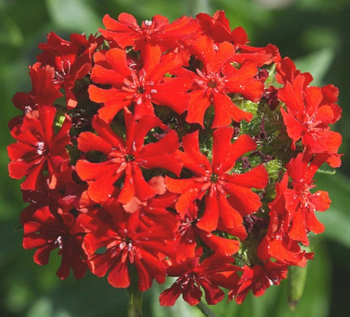 Maltese Cross Flower Seeds - 500+ Perennial Red Lychnis chalcedonica for Garden Butterflies