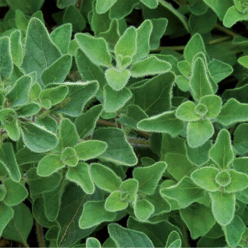 Greek Oregano Herb Seeds - Origanum vulgare ssp. hirtum, 500 Seeds for Culinary & Garden Use