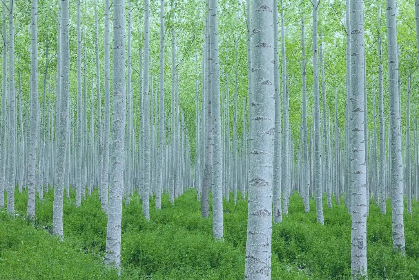 White Poplar Seeds for Planting - 30 Seeds, Fast Growing Populus alba Tree with White Leaves, Deciduous, Garden & Landscaping