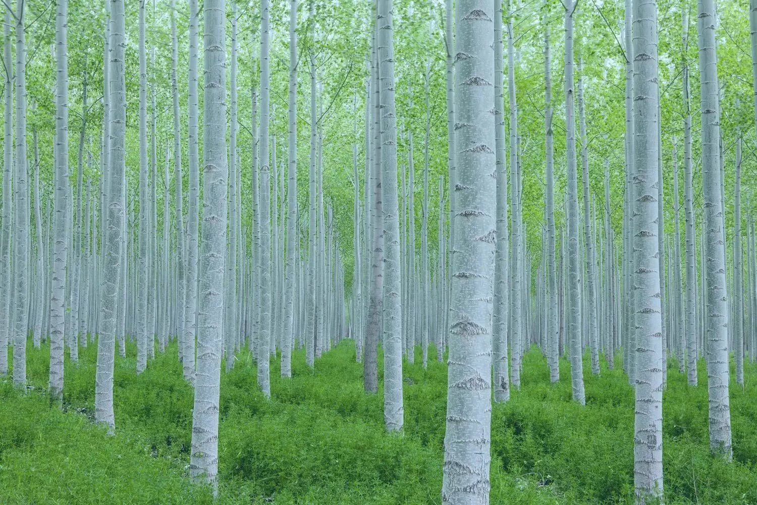 White Poplar Seeds for Planting - 30 Seeds, Fast Growing Populus alba Tree with White Leaves, Deciduous, Garden & Landscaping
