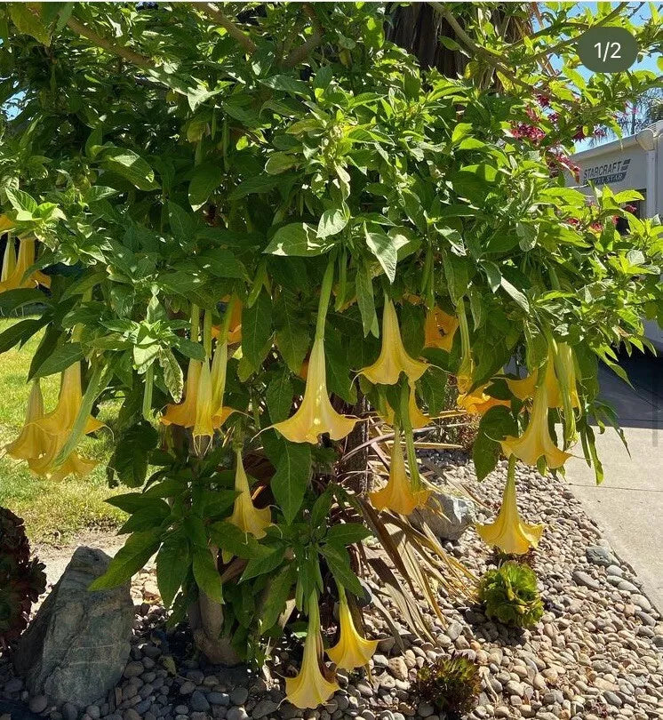 Brugmansia Angel Trumpet 4 Inch Unrooted Cutting Tropical Plant Easy to Grow