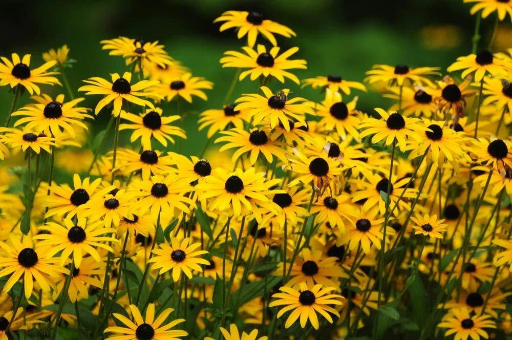 Black Eyed Susan Flower Seeds - 500+ Perennial Rudbeckia hirta for Full Sun Gardens