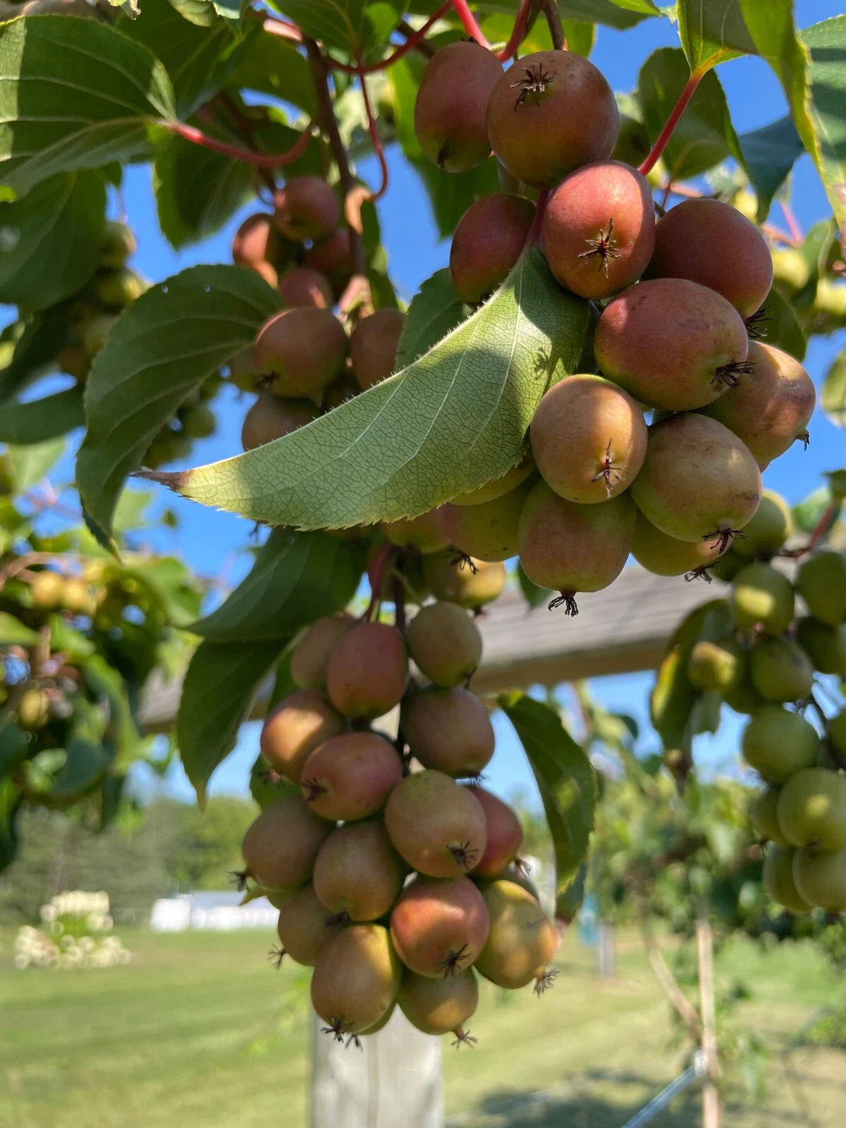 Ogden Point Kiwi Seeds, Arctic Grape Berry, Cold Hardy Actinidia arguta, Perennial Vine, 50+ Seeds for Home Garden