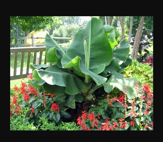 Little Prince Musa Banana Plant - Small Rooted Starter - Tropical Indoor/Outdoor Musa acuminata
