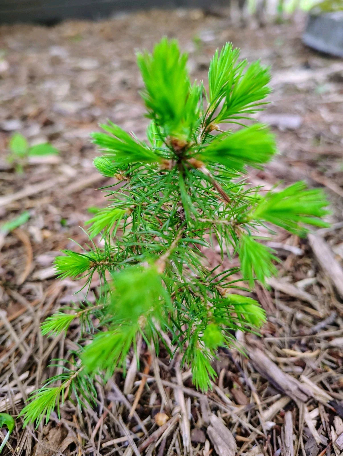 Red Pine Sapling Transplants 1-2 ft Evergreen Tree Pinus resinosa Northern Michigan Grown Zones 2-6