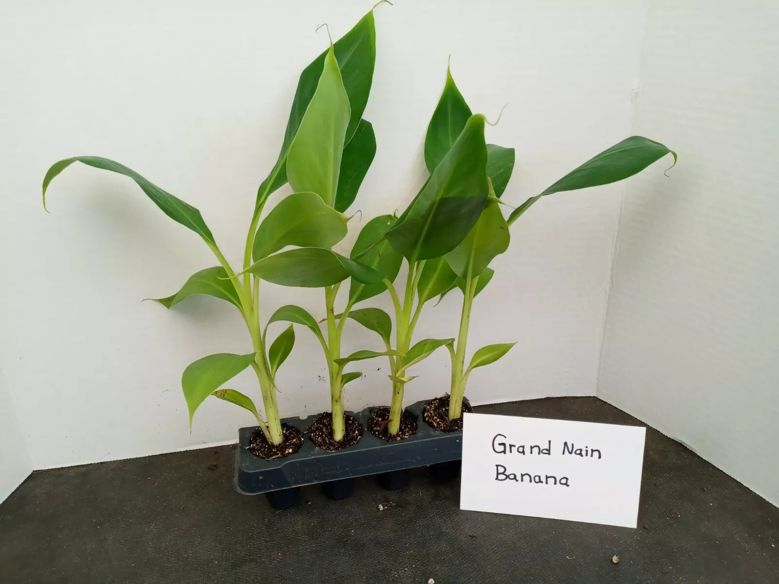 Grand Nain Banana Starter Plants - 4 Pack, Pesticide-Free Musa acuminata, Fruit-Bearing, 4-8 Inches Tall