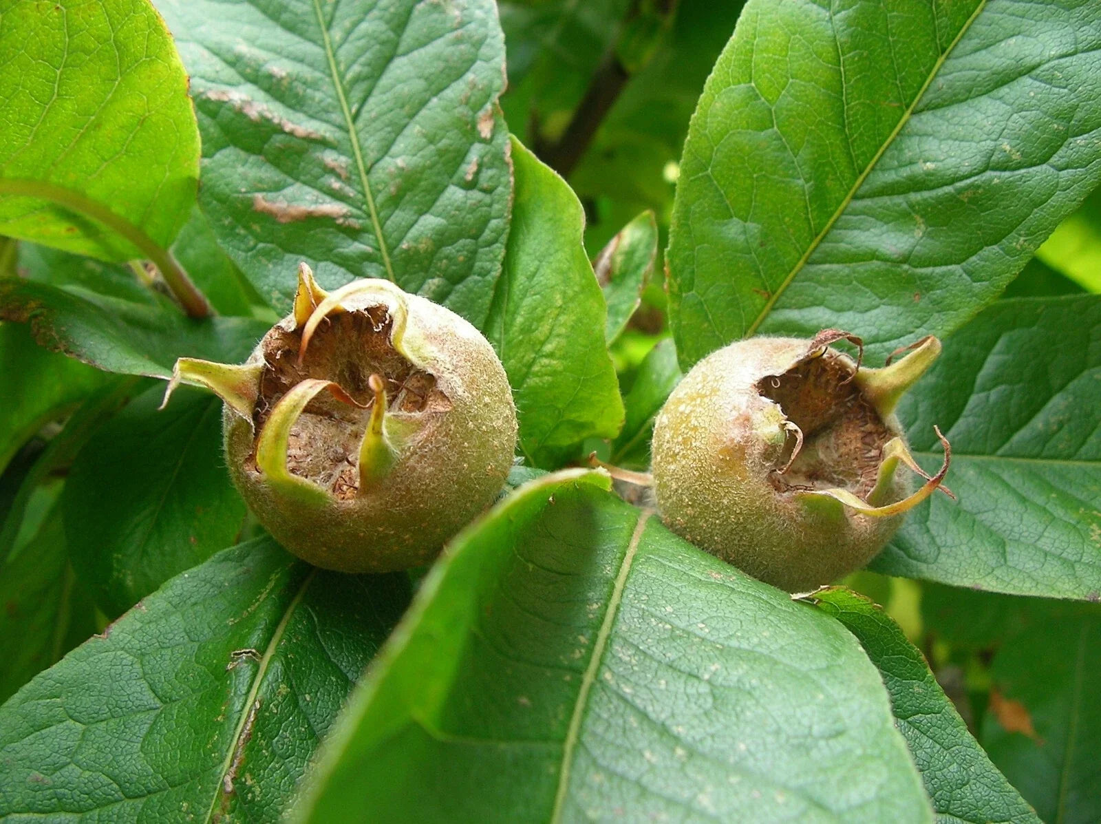 Showy Mespilus Seeds, 10 Count, Medlar Fruit, Mespilus germanica, Edible Fruit Tree for Garden or Container Cultivation