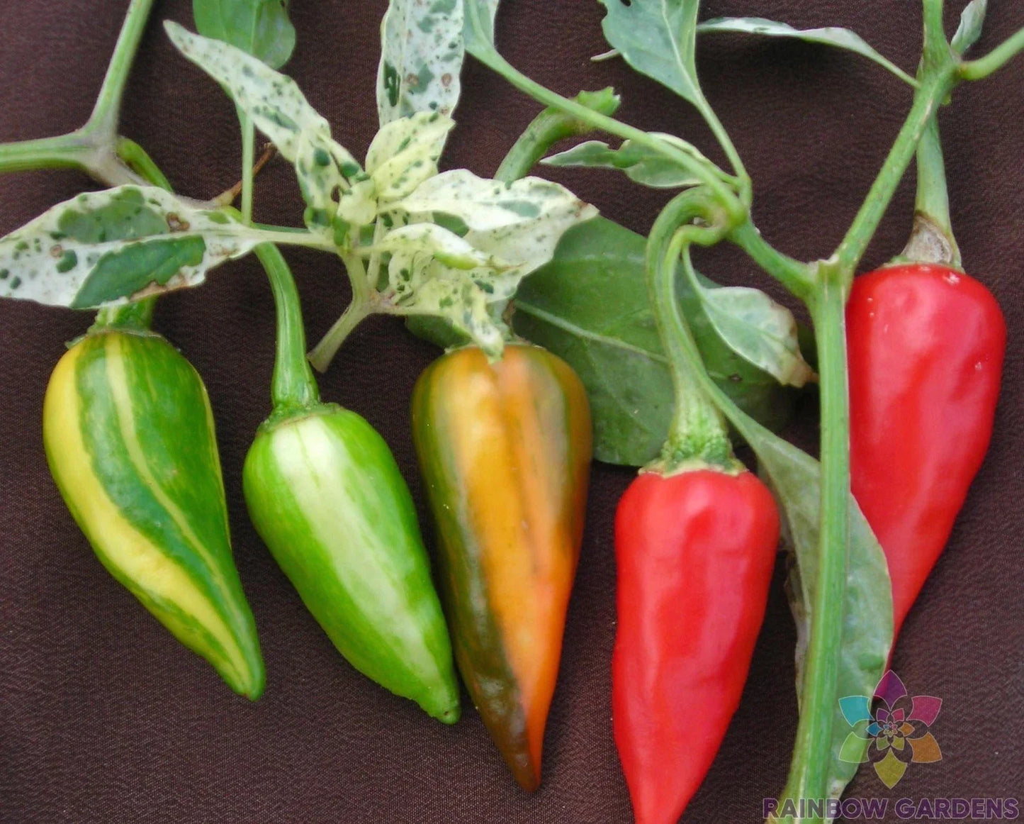 Fish Hot Pepper Seeds – 25+ Pack, Capsicum annuum, Spicy Red Peppers for Garden & Container Planting