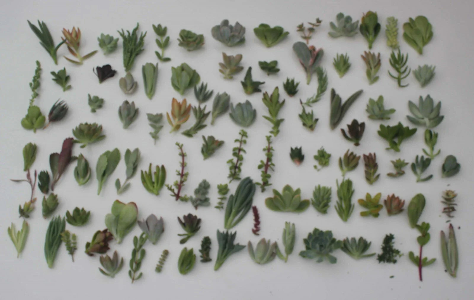 Fig Tree Cuttings - Col de Dame Grise Variety - 6 Healthy Ficus carica Propagation Pieces