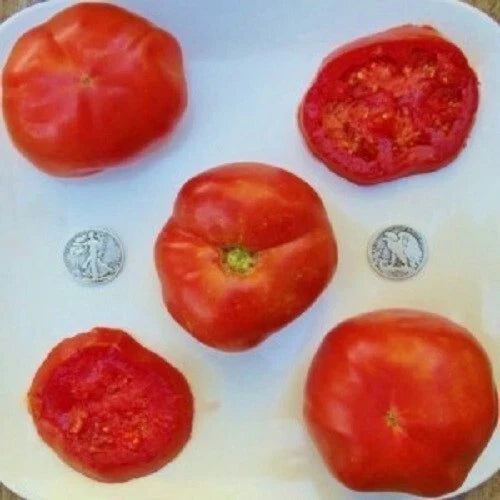 Box Car Willie Tomato Seeds - 25 Fresh Heirloom Solanum lycopersicum for 2024 Harvest