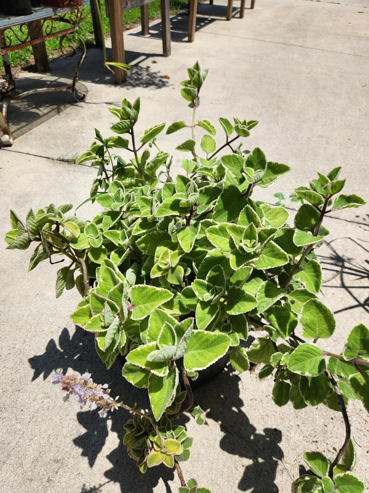 Variegated Cuban Oregano Cutting - Fresh Unrooted Herb - Plectranthus amboinicus, Aromatic, Variegated Leaves
