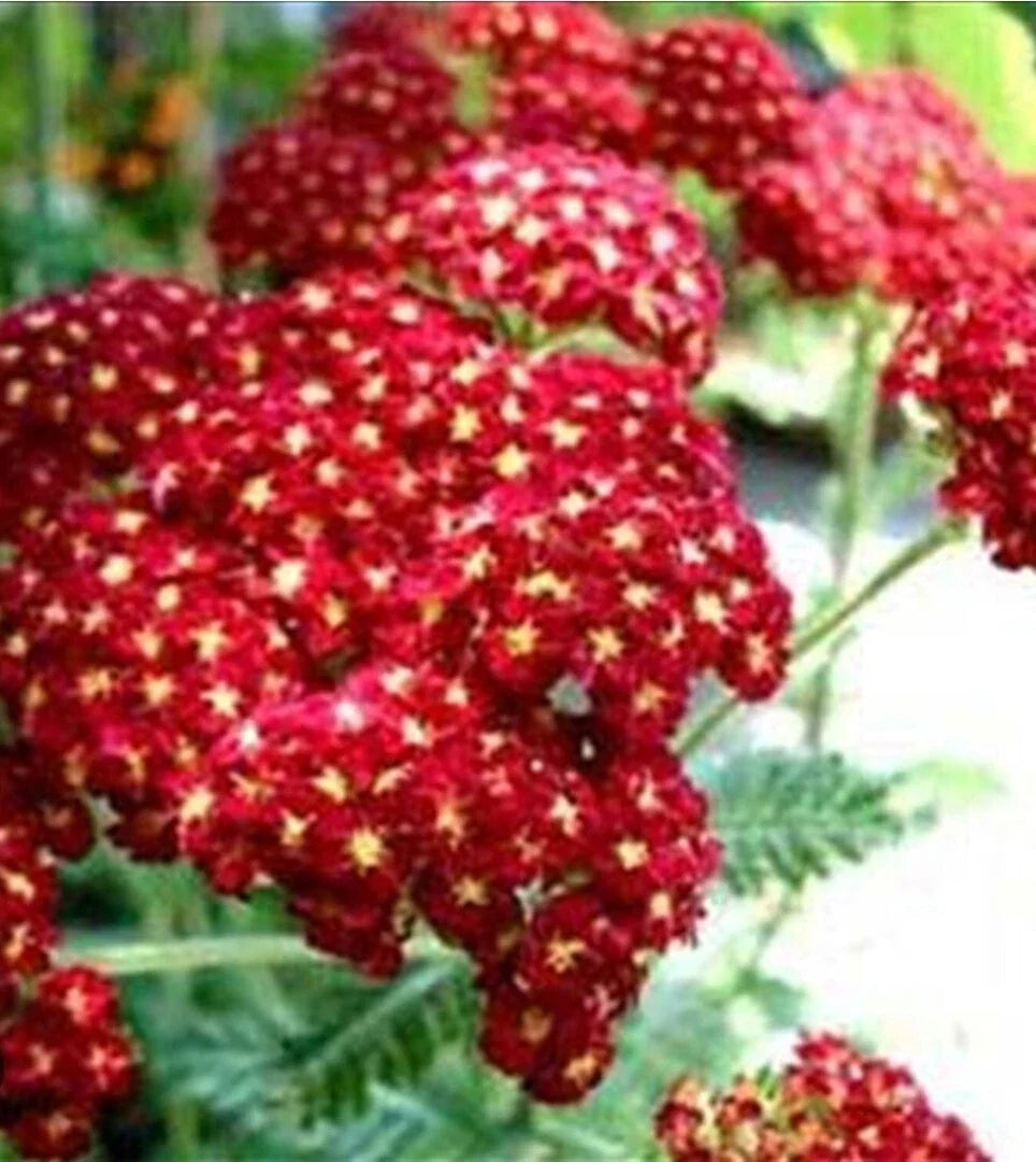 Red Velvet Yarrow Seeds - Organic Achillea millefolium Herb Garden Seeds, Red Ruby, 100+ Seeds for Landscaping & Pollinator Attracting