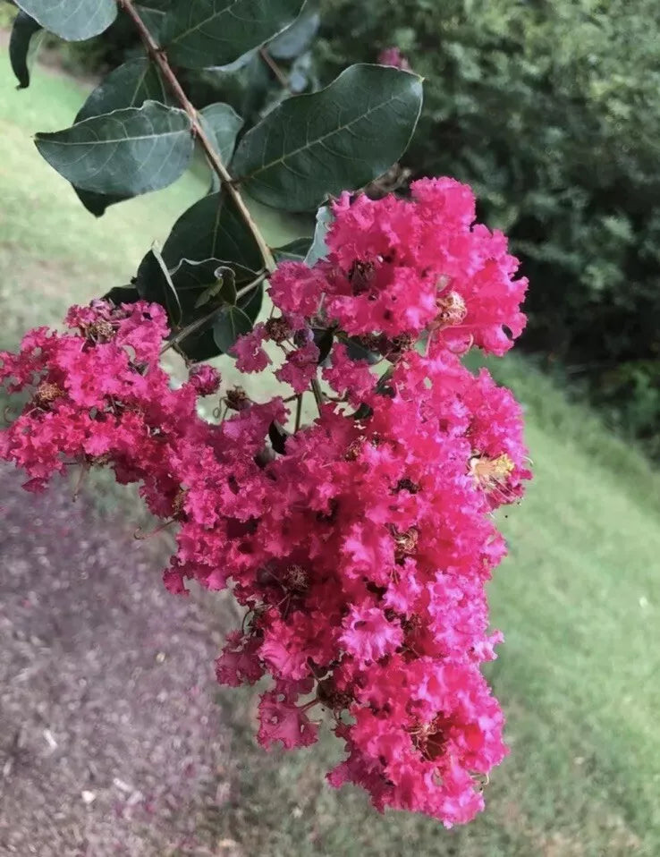Crape Myrtle Tree Seeds - Lagerstroemia Indica Flowering Plant Seeds for Garden, Border, or Container Growth