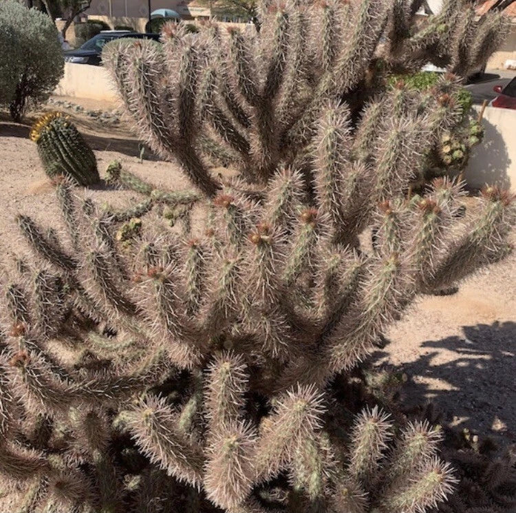 Red Teddy Bear Cholla Cactus Cuttings Segments - Cylindropuntia campii - Drought-Resistant Succulent Plant for Garden or Indoor