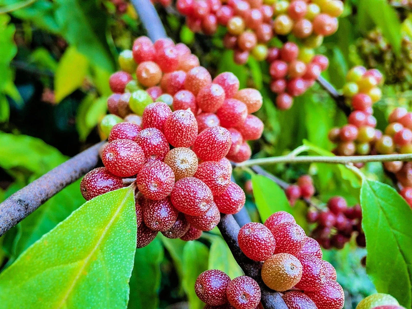 Silver Buffalobery Seeds - Shepherdia argentea Native Plant for Wildlife Gardens, Hedges & Landscaping
