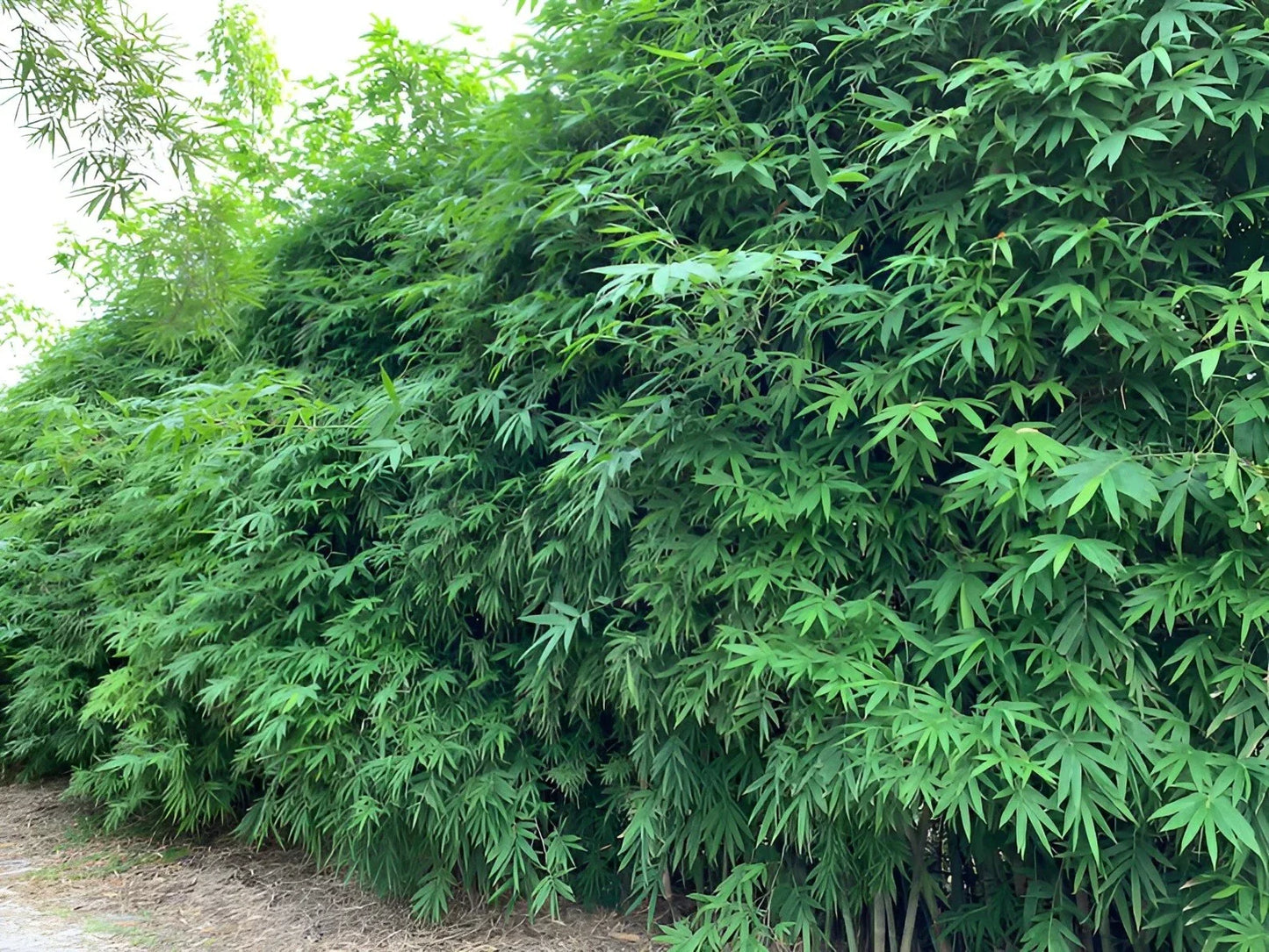 Dwarf Bamboo Seeds 50 Pack - Clumping Privacy Plant for Garden - US Seller Bambusa spp.