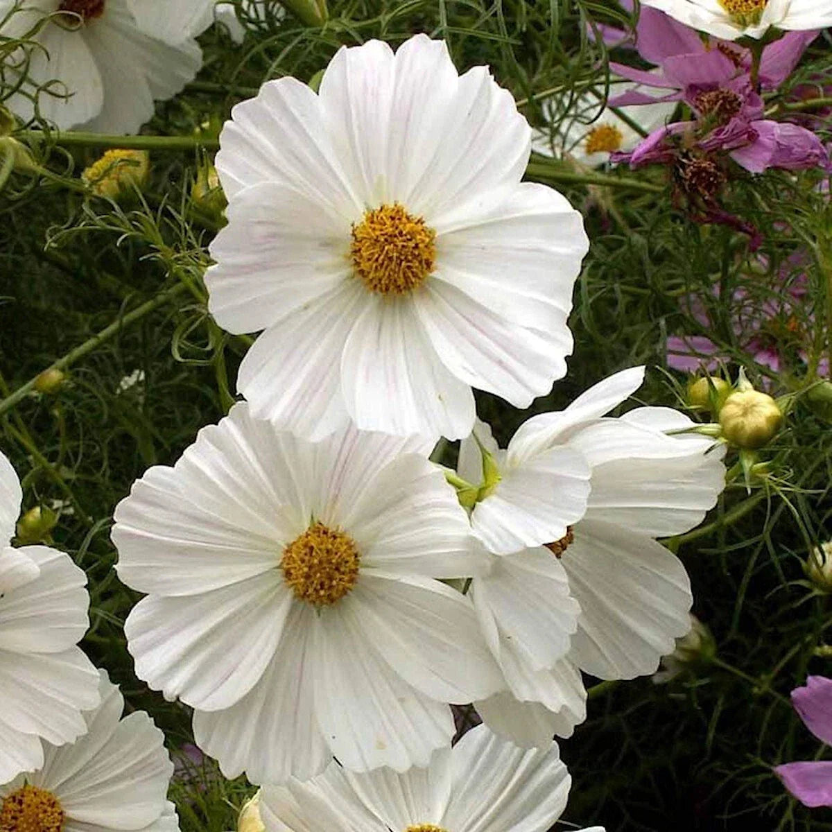 Cosmos Wildflower Seeds 1/4 lb Purity Mix - Mylar Packet - Everwilde Farms