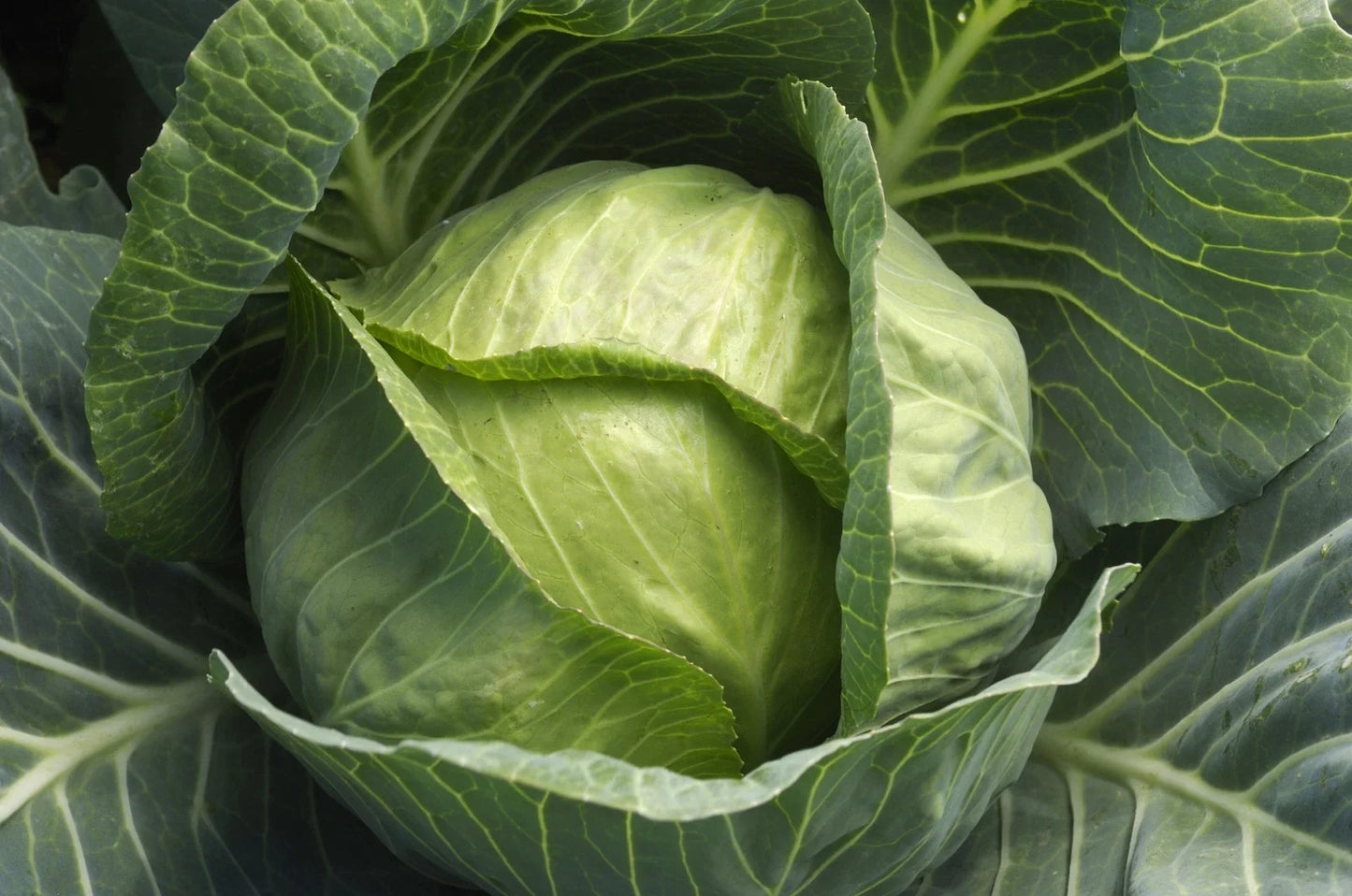 Late Flat Dutch Cabbage Seeds – Organic Brassica oleracea Vegetable Seeds for Home Garden, Large Dense Heads, Non-GMO, Pack of 100