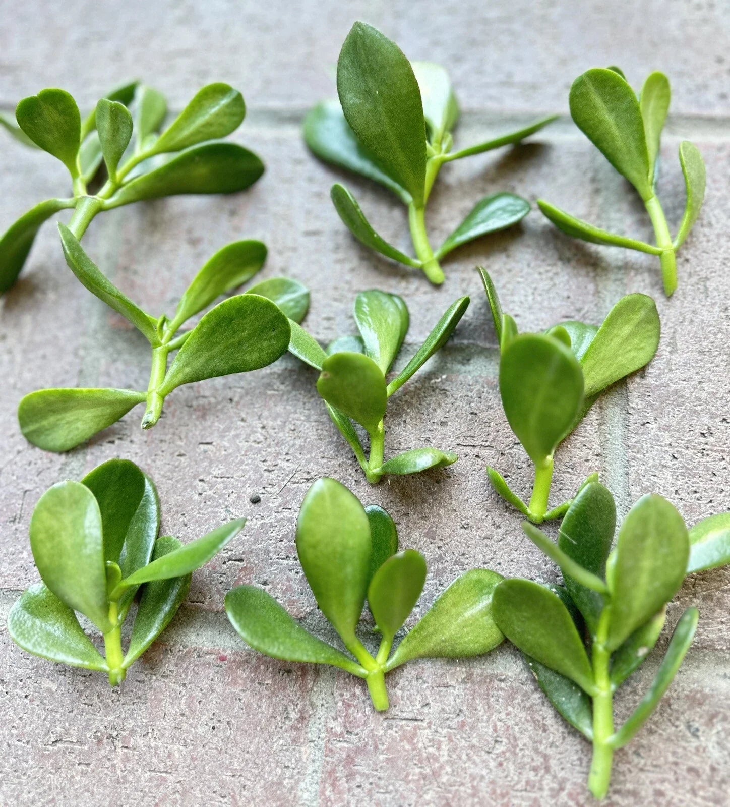 Jade Plant Cuttings 5 Pack | Money Succulent | Crassula ovata | Indoor Outdoor Propagation