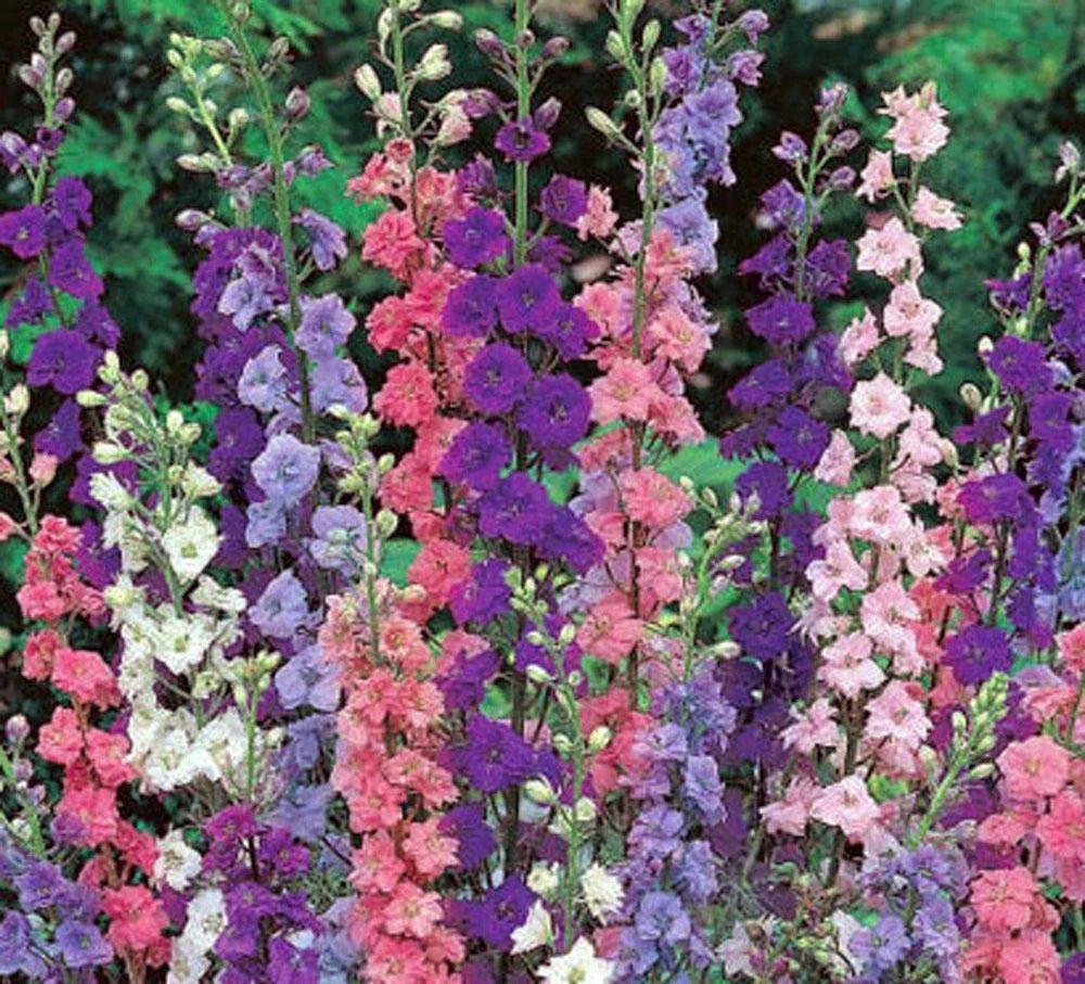 Giant Imperial Delphinium Seeds - 1000+ for Cut Flower Arrangements - Delphinium elatum - Vibrant Blue, Purple & White
