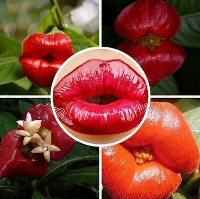 Sexy Red Lip Flower Seeds, Psychotria Elata, 50 Pack, Vibrant Lip-Shaped Flowers for Garden, Container & Indoor Planting