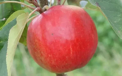 Apple Seeds for Planting – 25+ Malus domestica Variety, USA Grown, Easy to Grow, Perfect for Home Gardens and Orchards