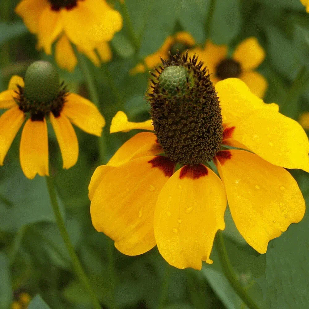 Clasping Coneflower Seeds Non-GMO Rudbeckia amplexicaulis Bulk Pack