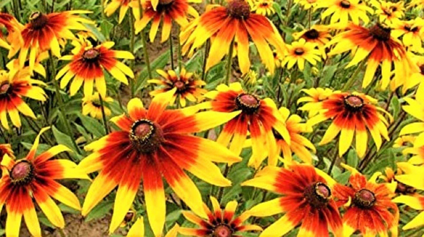 Gloriosa Daisy Seeds - 1000+ Rudbeckia hirta Flower Seeds - Yellow and Orange Blooms for Garden, Borders, and Containers
