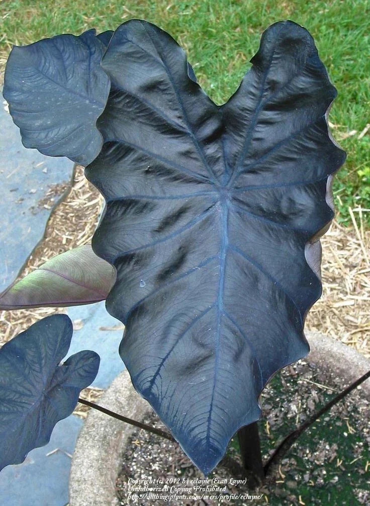 Black Coral Colocasia esculenta Elephant Ear - Small Rooted Starter Plant for Indoor & Outdoor Tropical Foliage