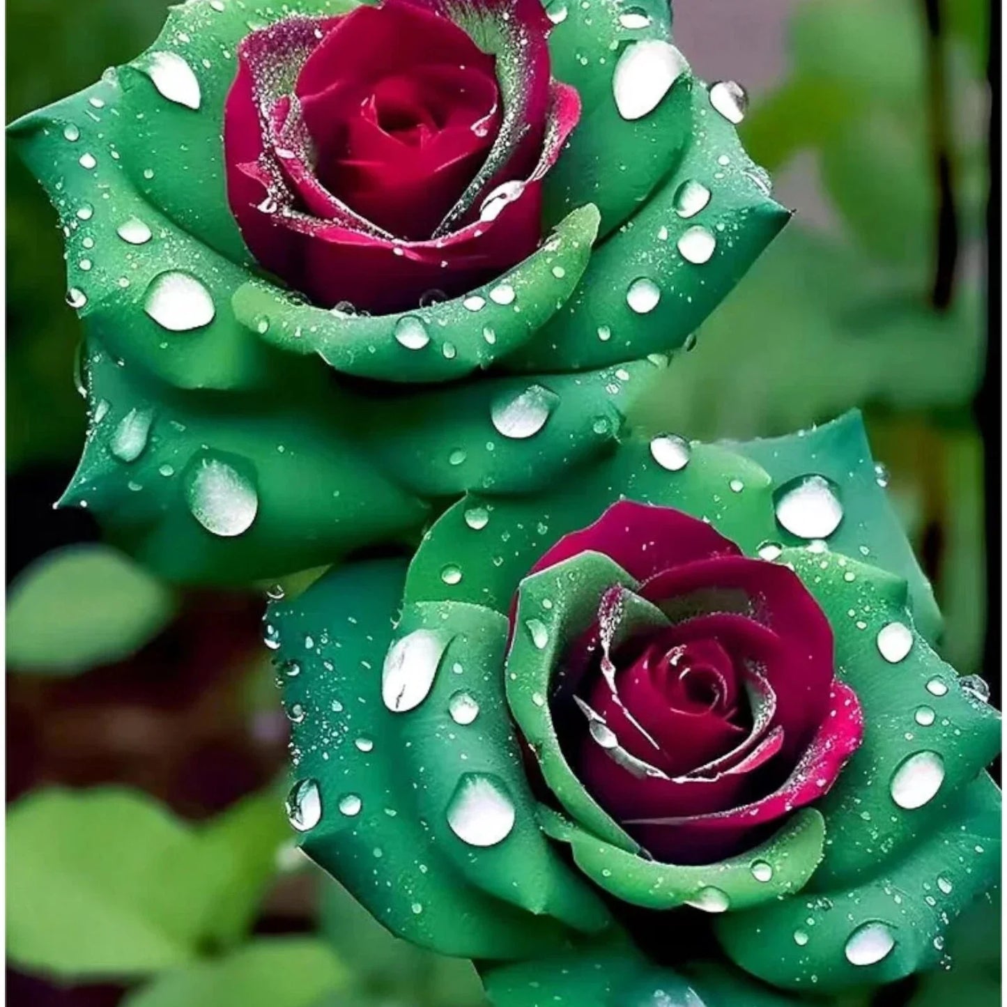 20pcs Ruby Green Twin Rose Seeds - Bicolor Blooms for Garden, Rosa hybrida, Perennial, Vibrant Red and Green Foliage