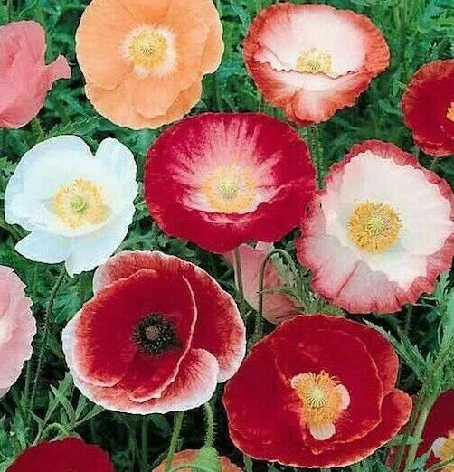 Double Shirley Poppy Flower Seeds 1000+ Mixed Colors Papaver rhoeas Annual