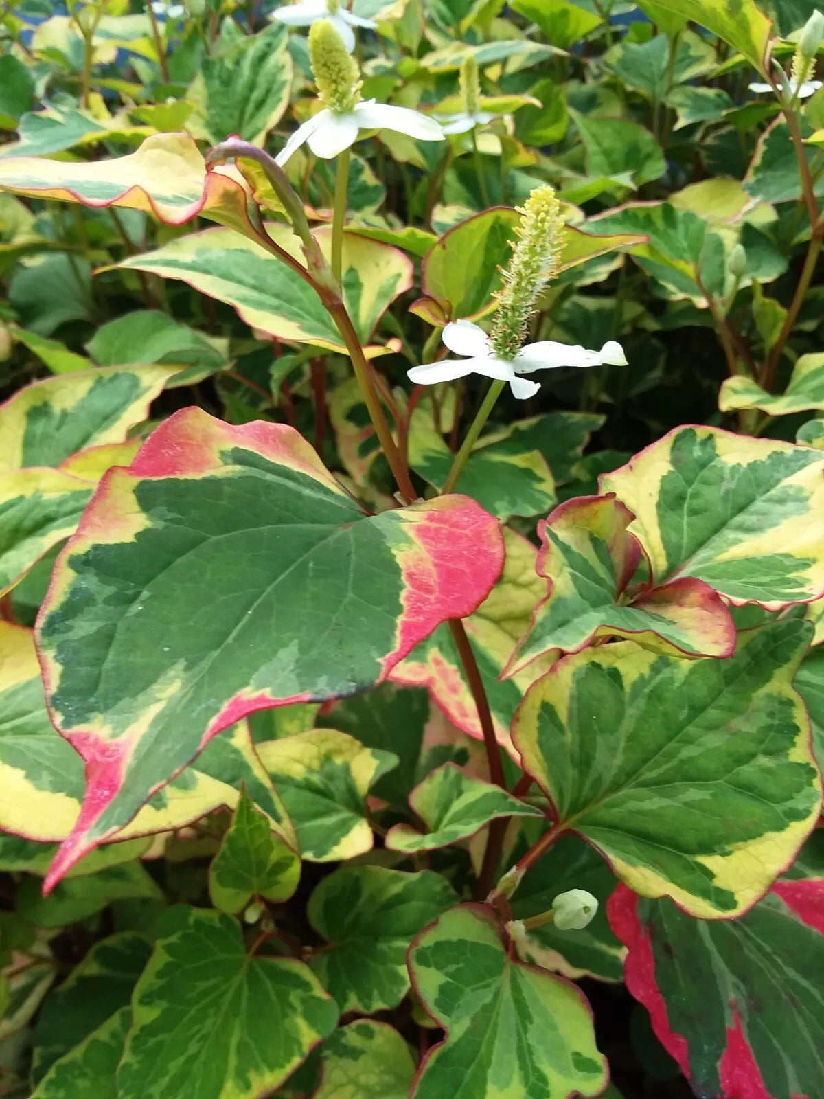 Bare Root Perennials Set – Houttuynia "Chameleon", Gooseneck, Yellow Loosestrife, Fast Growing, Clumping, Zone 3-9