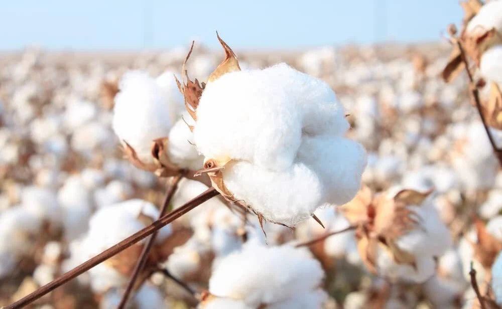 American Cotton Seeds for Planting - Gossypium hirsutum - Organic Heirloom Variety - 100 Seeds for Garden or Container